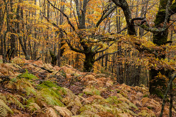 Pardomino Forest, Picos de Europa Regional Park, Boñar, Castilla-Leon, Spain