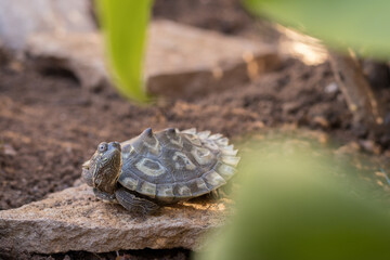 Tortuga semiacu&aacute;tica en libertad en plena naturaleza