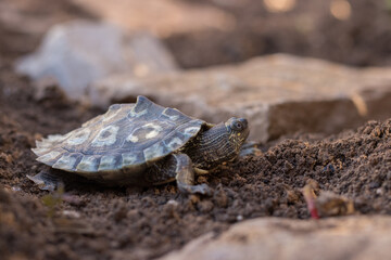 Tortuga semiacuática en libertad en plena naturaleza