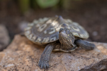 Tortuga semiacuática en libertad en plena naturaleza