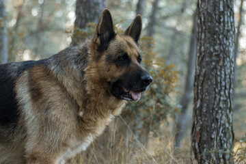 Perro pastor alemán paseando en un bosque