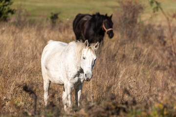 Beautiful stallion horse galloping in golden natural dry autumn tall grass near forest on a ranch
