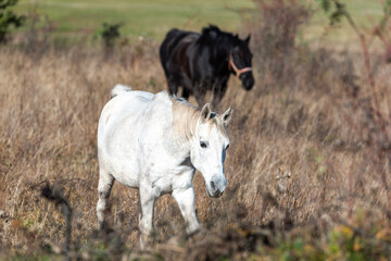 Obraz premium Beautiful stallion horse galloping in golden natural dry autumn tall grass near forest on a ranch