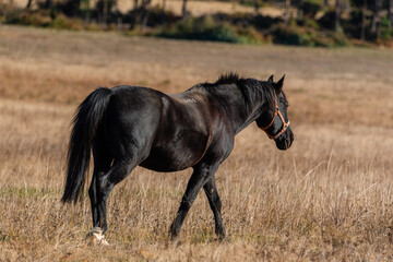 Beautiful stallion horse galloping in golden natural dry autumn tall grass near forest on a ranch