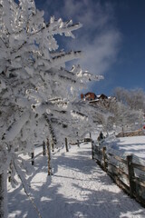 Snow adds beauty to trees