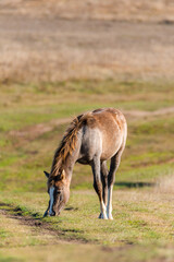 Naklejka na ściany i meble Light brown horse standing on grassland dirt road eating grass autumn scene