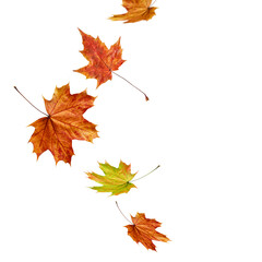 Autumn maple leaves isolated on white