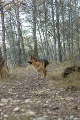 Perro pastor alemán paseando en un bosque