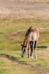 Light brown horse standing on grassland dirt road eating grass autumn scene