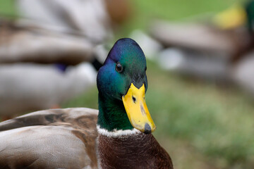 The birds that live in our parks. Ducks, swans and pigeons.
