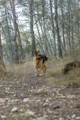 Perro pastor alemán paseando en un bosque