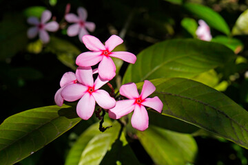 Shrub Vinca or Pink Gardenia (Kopsia fruticosa)