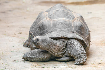 Aldabra giant tortoise (Aldabrachelys gigantea)