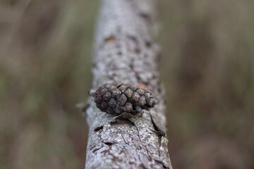 fallen pine in a forest in autumn