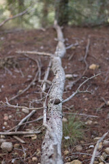 fallen pine in a forest in autumn
