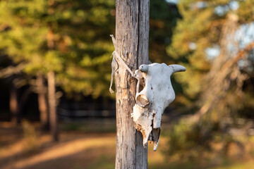 Bull cow skull on farm ranch gate autumn sunny day vibrant orange green colors rural scene
