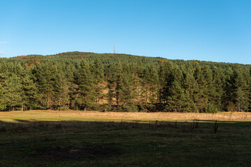 Autumn landscape green warm orange forest with clear blue sky on sunny day