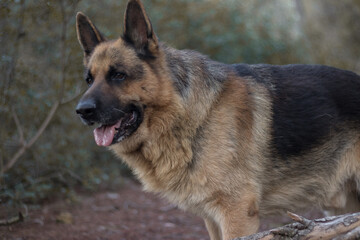 Perro pastor alemán paseando en un bosque