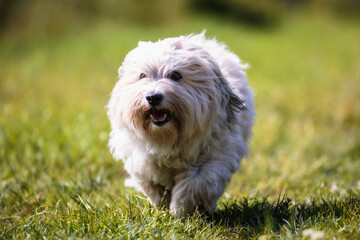 Portrait von einem Coton de Tulear Hund