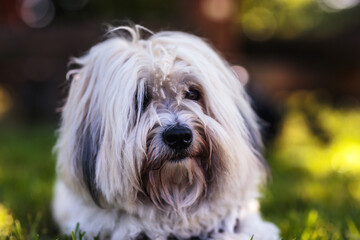 Portrait von einem Coton de Tulear Hund