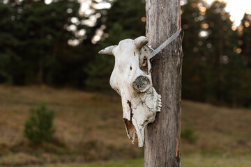 Bull cow skull on farm ranch gate autumn sunny day vibrant orange green colors rural scene