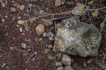stones and shavings of a forest in autumn