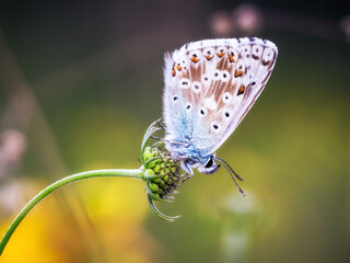 Nahaufnahme von einem Schmetterling auf einer Sommerwiese bei Sonnenaufgang
