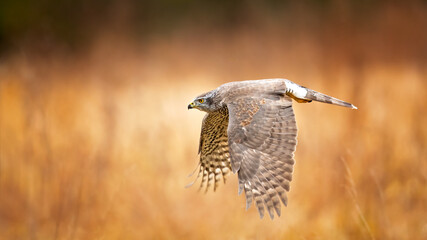 Northern goshawks can be found in both deciduous and coniferous forests. While the species might show strong regional preferences for certain trees