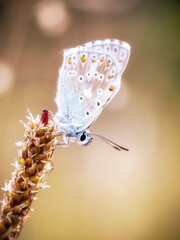 Nahaufnahme von einem Schmetterling auf einer Sommerwiese bei Sonnenaufgang
