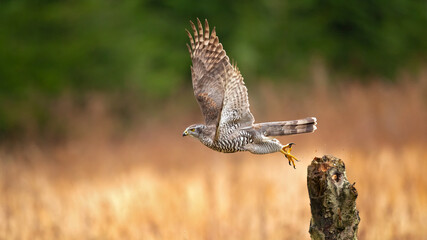 Northern goshawks can be found in both deciduous and coniferous forests. While the species might show strong regional preferences for certain trees