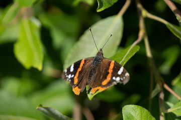 A Close Up Of A Red Admiral Butterfly