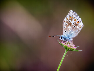 Nahaufnahme von einem Schmetterling auf einer Sommerwiese bei Sonnenaufgang