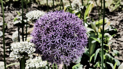 Blossomed a giant creepers,  Allium, the umbellate inflorescence, which is spherical forms...