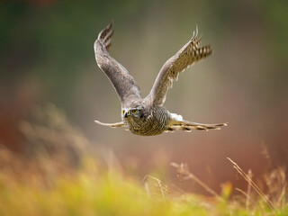 Northern goshawks can be found in both deciduous and coniferous forests. While the species might show strong regional preferences for certain trees