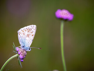 Nahaufnahme von einem Schmetterling auf einer Sommerwiese bei Sonnenaufgang