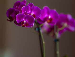 Orquídea morada