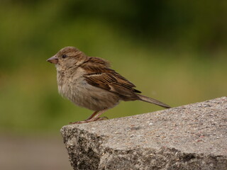 Young house sparrow (Passer domesticus) perched on concrete fence, Poland