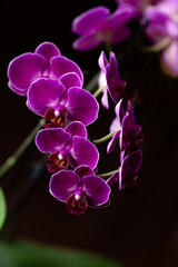 Fototapeta na wymiar Orquídea morada