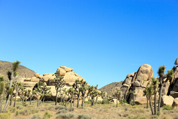 sunny afternoon at Joshua tree national park