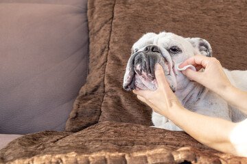Cleaning the wrinkles of the white English bulldog. Dog grooming