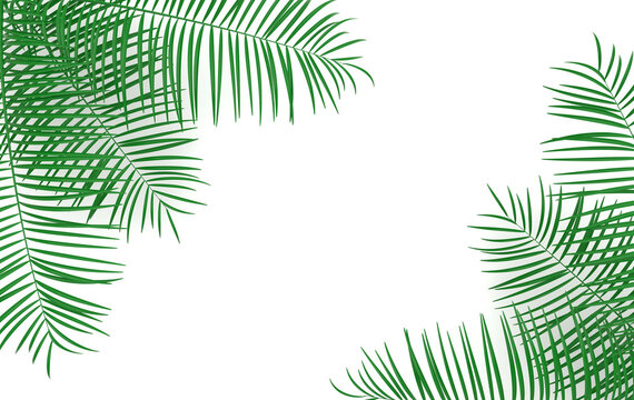 Tropical palm leaves background. Summer tropical leaf. Exotic hawaiian jungle, summertime party design for trendy poster, flyer, banner, card, cover, brochure. 3d render.