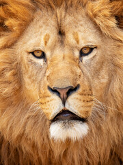 The type specimen of the Cape lion was described as very large with black-edged ears and a black mane extending beyond the shoulders and under the belly