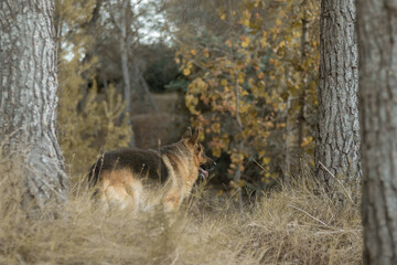 Perro pastor alemán paseando en un bosque