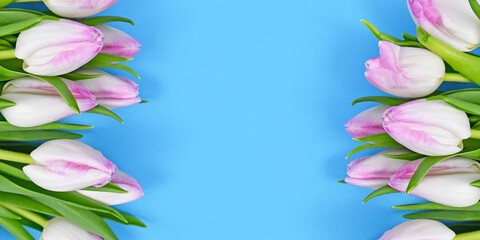 Banner with white and pink tulip spring flowers on sides of blue background with empty copy space