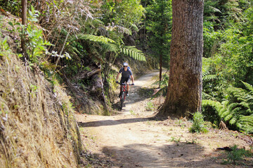 person riding a mountainbike in the rotorua redwood forest - obrazy, fototapety, plakaty