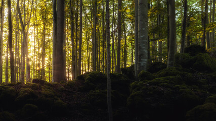 Fränkischer Sommerwald bei Sonnenuntergang