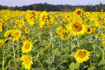 Sunflower field in Baden-Wurttemberg, Germany