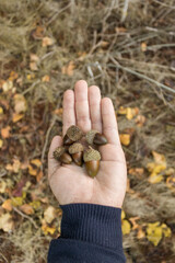 Mano cogiendo bellotas en un bosque en otoño © Adrián
