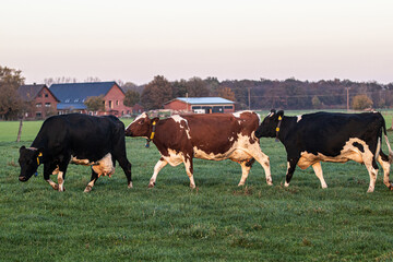 three cows in a row