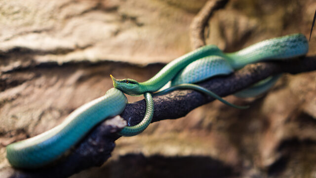 Argentyński wąż długonosy na gałęzi - Philodryas baroni